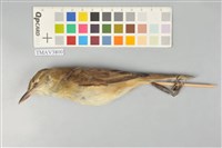 藏品(東方大葦鶯)的圖片